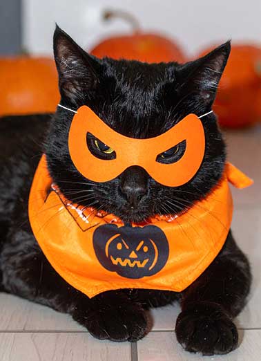 Cat Photographer Halloween Funny  Card  Send someone a funny personalized greeting card just in time for Halloween! | Photographer in hospital no cats were harmed funny Halloween costume on kitty  Happy Halloween